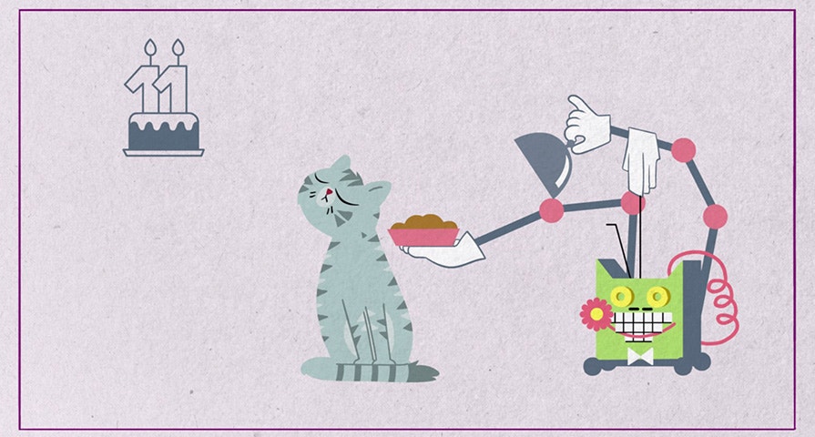 Kot senior – jak się nim opiekować?