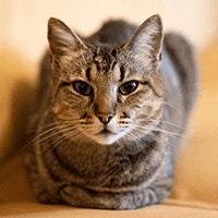 Europejski Krotkowlosy