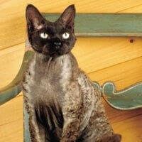 Devon Rex