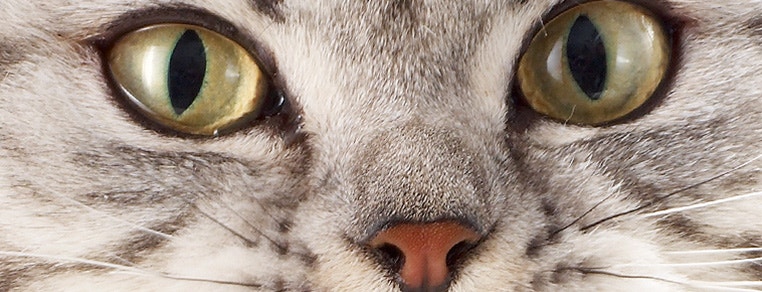 large_halasliwe-miauczenie-kota-637154502595373128.jpg