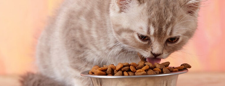large_jakosc-karmy-gotowej-dla-kotow-637201211267986772.jpg