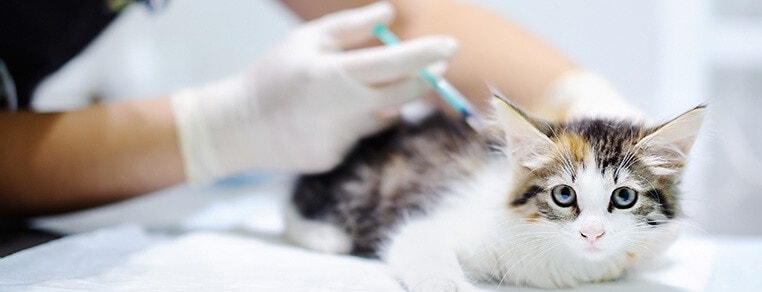 large_szczepienia-dla-kotka-637154524252158126.jpg