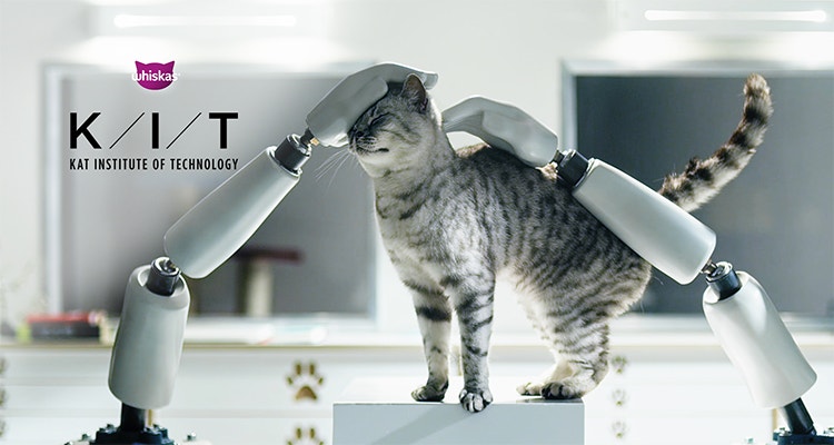 Opieka nad kotem – poradnik