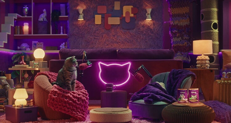 Jak przedstawić mojemu kotu nowego kociaka?