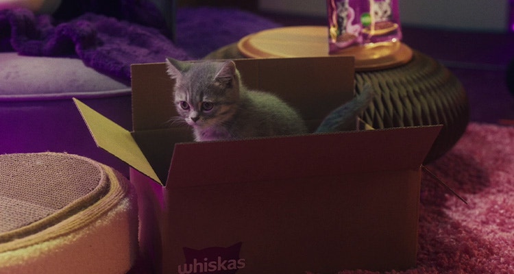 Kot w nowym domu - jak długo trwa proces aklimatyzacji?