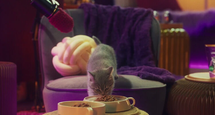 Mruczenie i kocie nawoływania