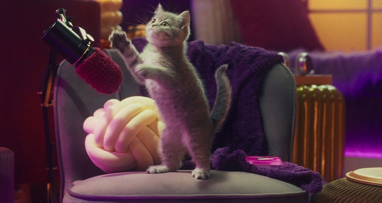 Mruczenie i kocie nawoływania