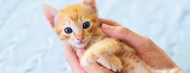 Jak wychować kota? Kilka wskazówek behawioralnych