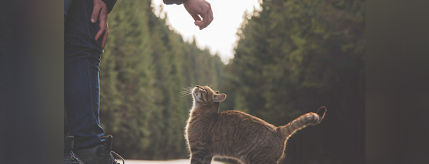 Karma dla kotek w ciąży - czy powinniśmy zmienić dietę kotek w ciąży?