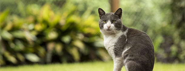 Kot czy kotka – czy płeć u kota ma znaczenie?