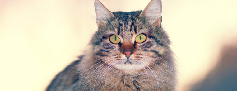 Instynkty łowieckie