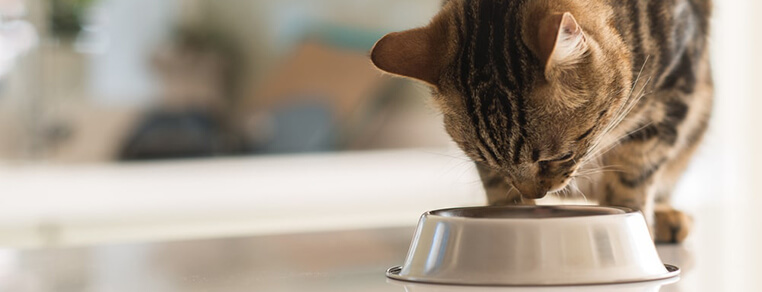 Jak zmienić karmę kotu?