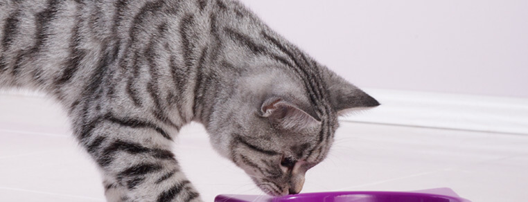 Karmienie starszego kota