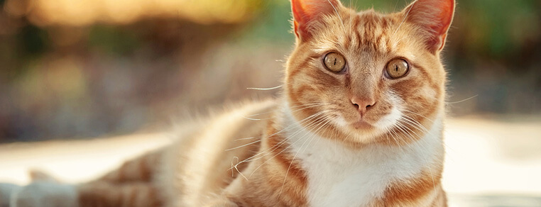 Kot w domu czy na zewnątrz?