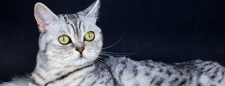 Składniki odżywcze, których potrzebują koty