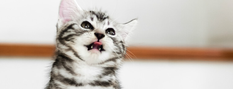 Zdrowe zęby u kotka