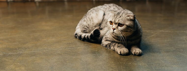 Żywienie kota po sterylizacji