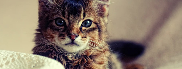 Pokarm dla kota - budowanie relacji, czy zaspokajanie potrzeb?