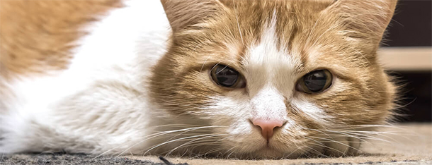 Smutny kot – czyli objawy kociej depresji