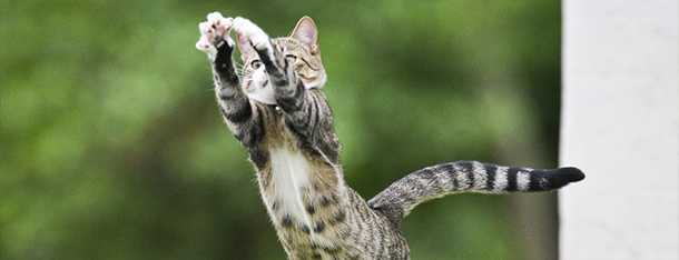 Sprawdzone porady jak odchudzić kota